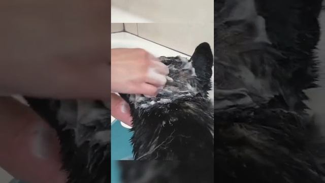 Погружение собаки купание и массаж.#dog #immersive смотреть онлайн