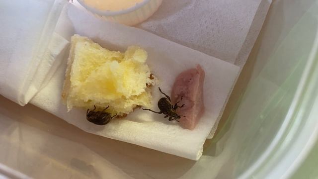 10月中の動画　侵入者と新メンバー смотреть онлайн