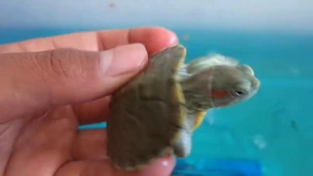 tortugas de orejas rojas (trachemys scripta) смотреть онлайн