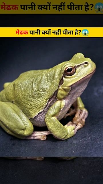 मेढक पानी क्यों नहीं पीता है?😱 | #shorts #shortsvideo #ytshorts смотреть онлайн