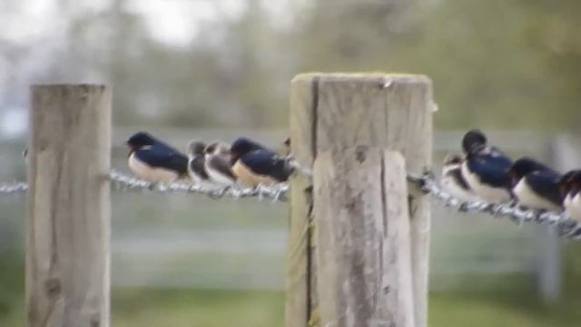 swallows and sand martin смотреть онлайн