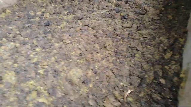 como se inicia una lombricompostera desde cero? смотреть онлайн