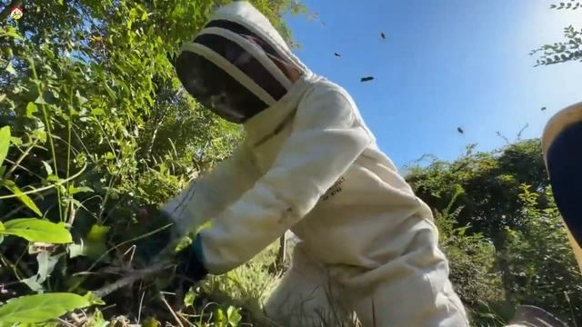 Азиатский шершень гнездо под землёй в октябре Охотник на шершня (сезон 2023) смотреть онлайн