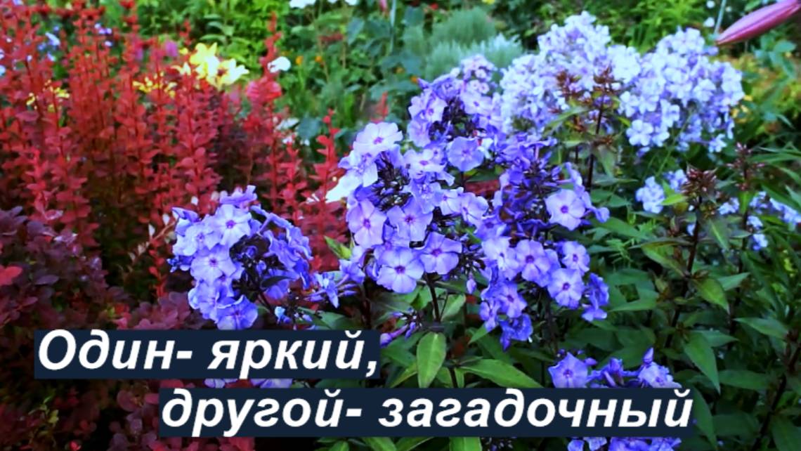 Флоксы Ягодное Лукошко и Блю Парадайз