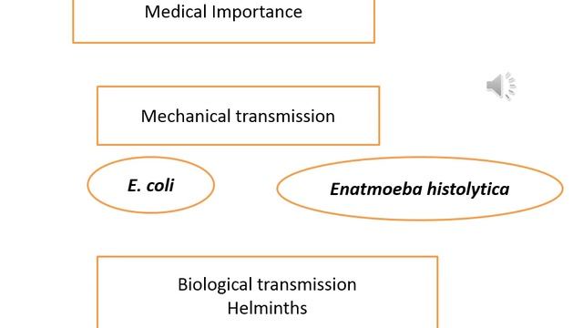 The medical importance of Fmily Blattidae Vedio 6 смотреть онлайн