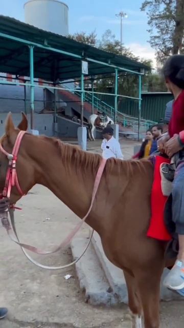 HORSE RIDING #viral #trending #pets #reels #animals #petsofinstagram #horse #horseriding #horses смотреть онлайн