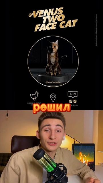 Соревнование для кошек по вылизыванию !? смотреть онлайн