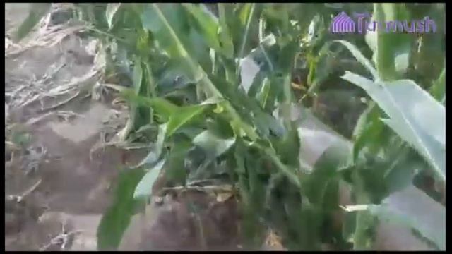 Кыргызстан / Сугат сууну үнөмдүү колдонуунун жаңы ыкма смотреть онлайн