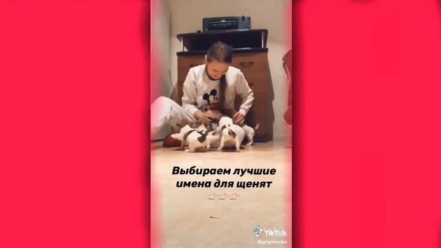 Видео из Тик-Ток Щенки смотреть онлайн