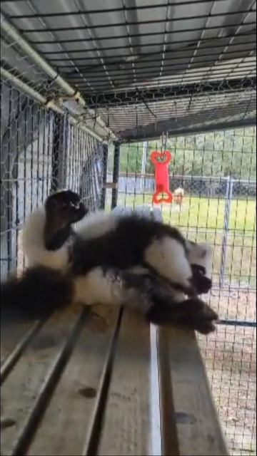 One of our new white ruffed lemurs #animal #adorable #cute #cutemonkey #lemur #cutepet смотреть онлайн
