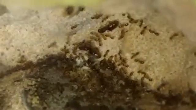 Solenopsis molesta ant colony 5 queens смотреть онлайн