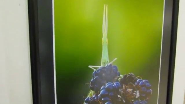 Игорь Фумм. Выставка Макро в Хайфе смотреть онлайн