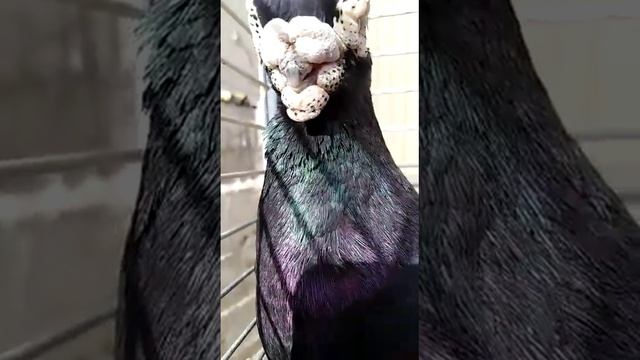 Голуби Германа Титова. смотреть онлайн