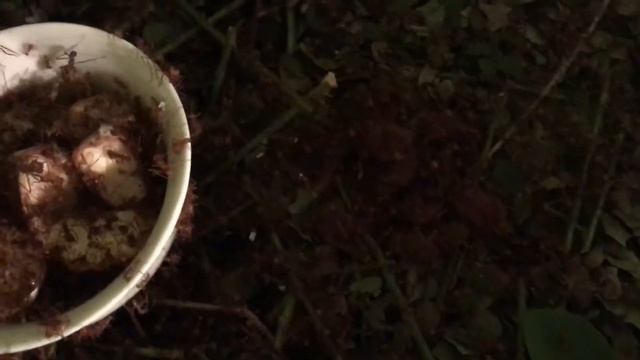 Atta cephalotes 26/03/18 смотреть онлайн