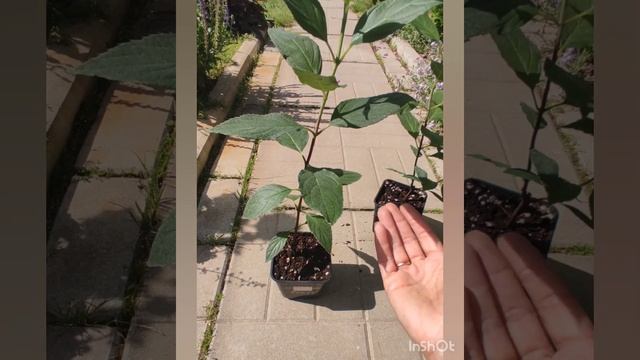 Обзор гортензии Граффити (Graffiti) у меня в саду. Саженцы данного сорта.