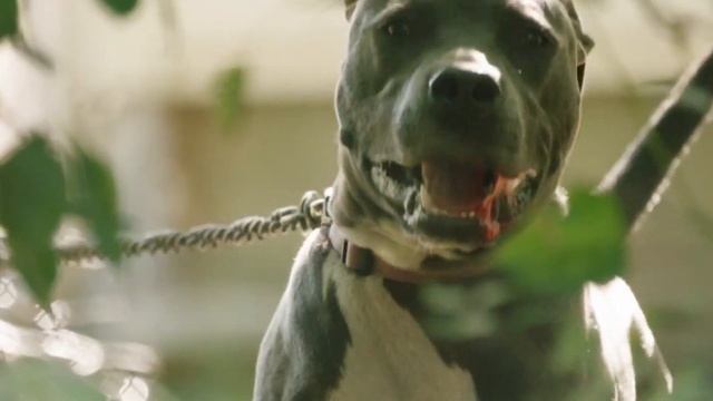 Как Раньше Наказывали Женщин За Измену. История Разных Стран Мира смотреть онлайн