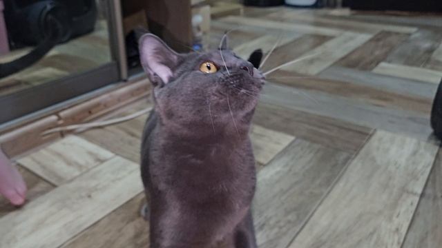 Чаузи аппортирует