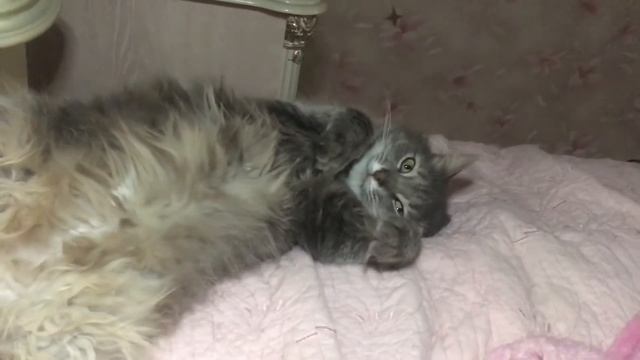 Я балдею с ее улыбки 😁😊🐈 смотреть онлайн