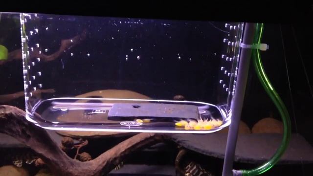 Peckoltia compta "l 134" смотреть онлайн