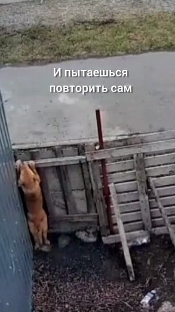 Копирование поведения смотреть онлайн