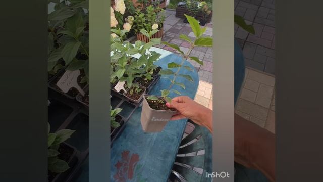 Обзор саженцев гортензий. Видео от 05.08.2024 года.