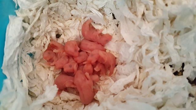 Hamster babies / хомячки смотреть онлайн