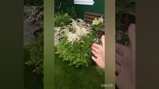 Белое кружево. Астильба. Видео для АВИТО.