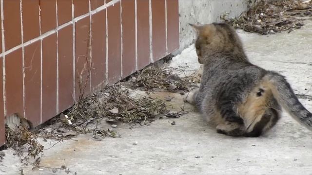 Кошки-мышки смотреть онлайн
