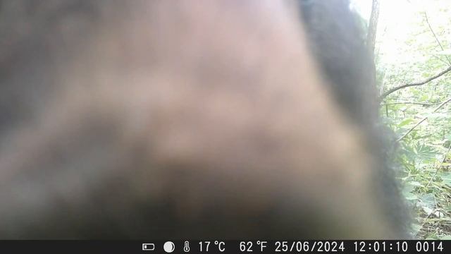 Гималайский мишка украл фотоловушку смотреть онлайн