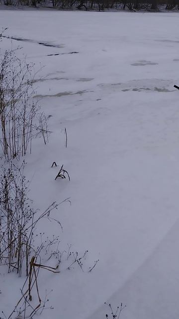 #живаяприрода #природа #зима смотреть онлайн