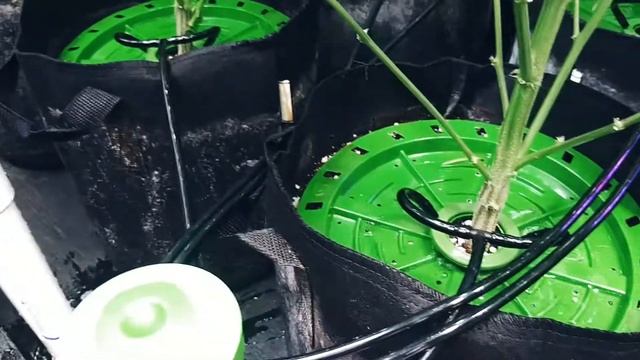 Flora Flex Matrix Circulator kit breakdown! These are sick!!! смотреть онлайн