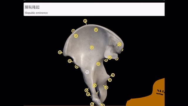 骨学（骨盤/前半）　13時間目「作業療法士（OT）の為の国家試験対策」 смотреть онлайн