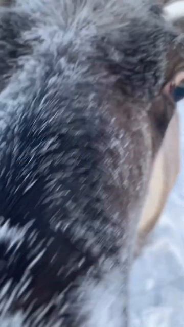 Елизавета #олени #тундра #рекомендации смотреть онлайн