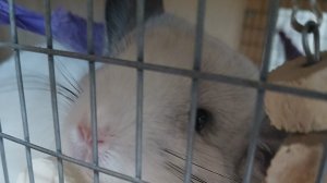 дегустация