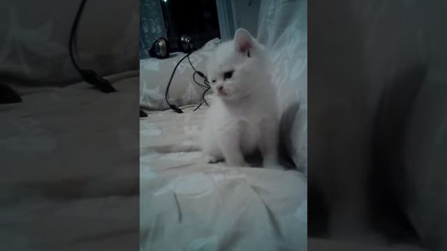 Прибыл котенок смотреть онлайн