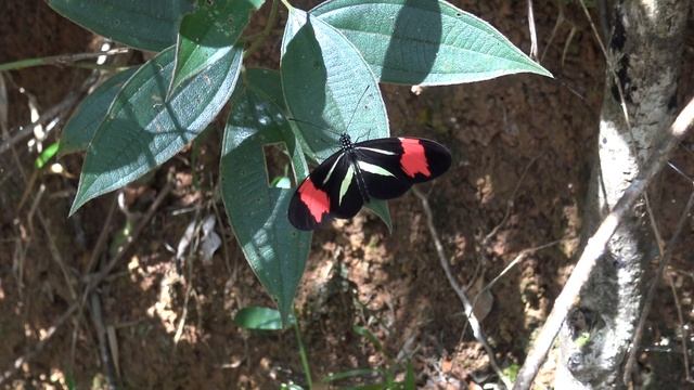 Heliconius besckei - Amazing butterfly (Brazil) смотреть онлайн