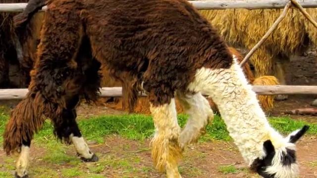Llama Song - Peru смотреть онлайн