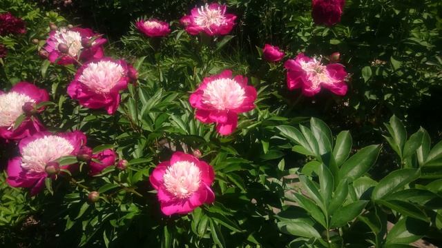 Paeonia White Cap смотреть онлайн