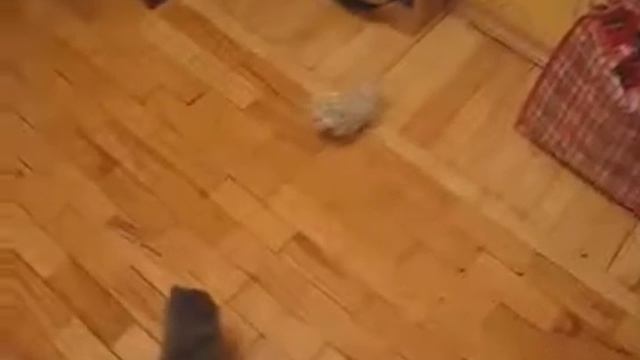 Chuck Norris Cat (Чак Норрис Кот) смотреть онлайн