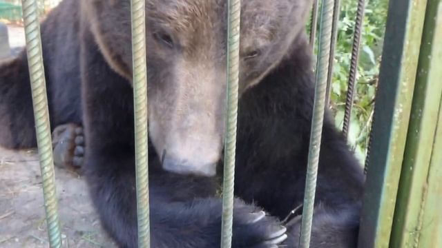 Потапушка смотреть онлайн