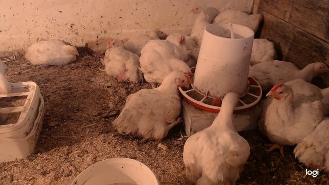 Бройлер кобб 500, 42 дня смотреть онлайн