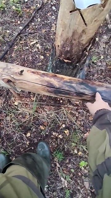 солонец спустя пол года смотреть онлайн