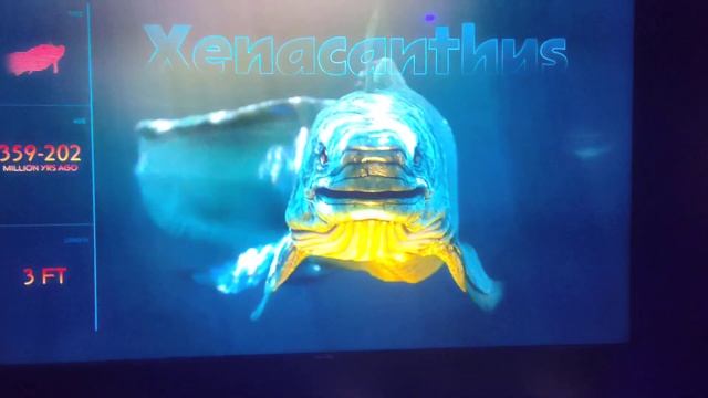 Xenacanthus Profile, Shark Exhibit at the Houston Museum of Natural Science смотреть онлайн