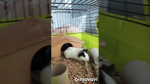 morčátka смотреть онлайн