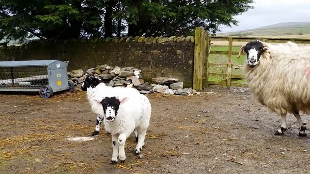 Pet lamb смотреть онлайн