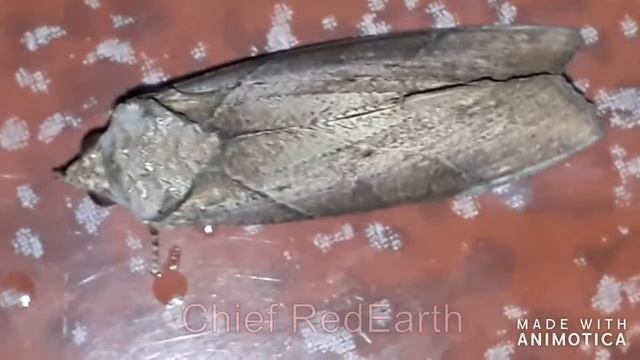 Eudocima cajeta, with English narration. смотреть онлайн