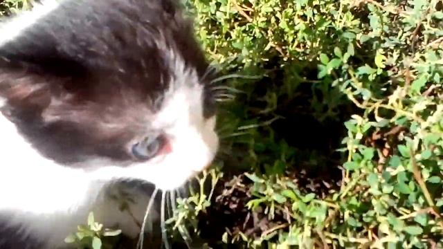 Утро котят смотреть онлайн