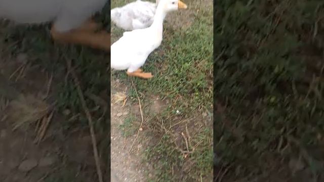 Гули гули гули