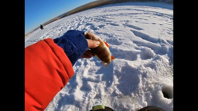 Глубинные ТРОФЕИ!!! Мотыль против Мормыша! Глухозимья нет!!! смотреть онлайн