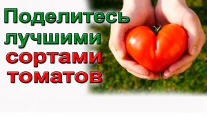Поделитесь лучшими сортами томатов